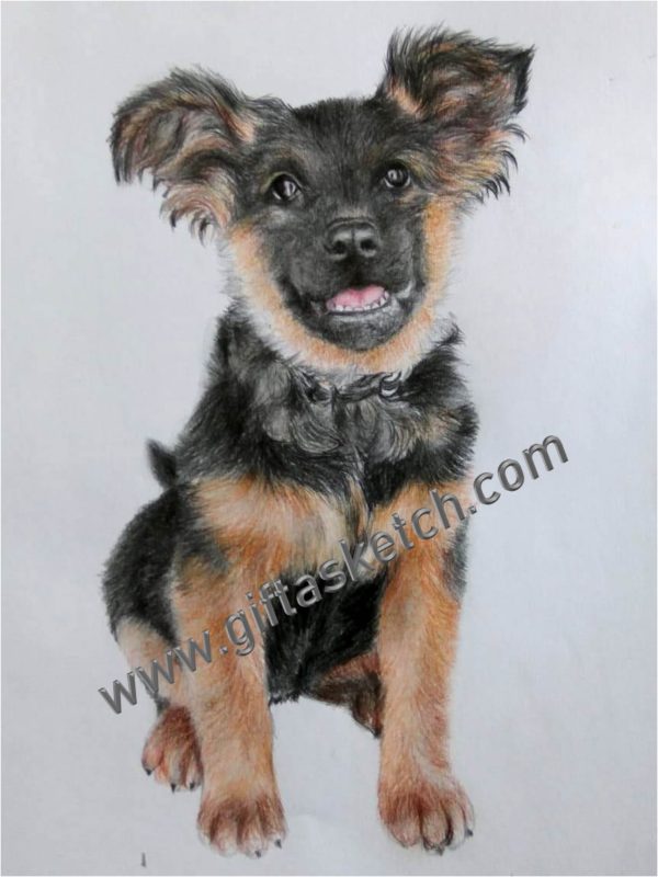 Pet Portrait Drawing - Image 6