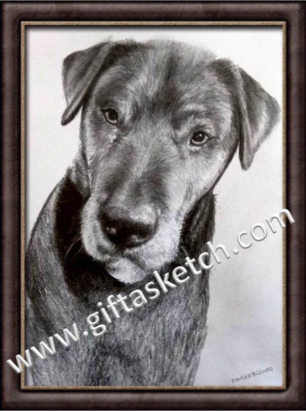Pet Portrait Drawing - Image 2