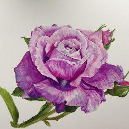 Rose painting